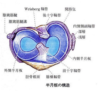 弁護士 小松亀一法律事務所 交通事故 半月板の構造と機能についての覚え書き
